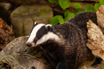 badger Meles meles-6080