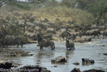 Serengeti N.P. and N'gorongoro Tanzania 1998, 2005 and 2006 portfolio