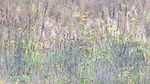 LATE BLOOMERS #2 - NORFOLK COUNTY