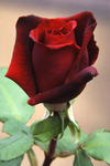 Rose H.T. 