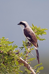 Grey-backed Fiscal
