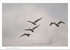 Whooper  Swans