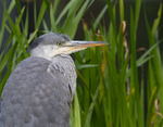 Grey Heron - Ardea cinerea