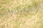 SBM_18079