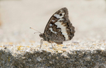 Eastern Banded Grayling