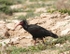 Bald Ibis