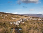 Scar House Sheep