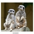 Meercats