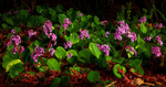 Pinks & Greens3-5748