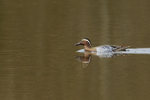 Garganey (male) swimming, Stratfield Brake, Oxfordshire