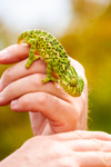 Mediterranean chameleon Chamaeleo chamaeleon-5501