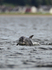 Bottlenose Dolphin at Chanonry Point in the Moray Firth