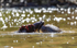 Giant Otter