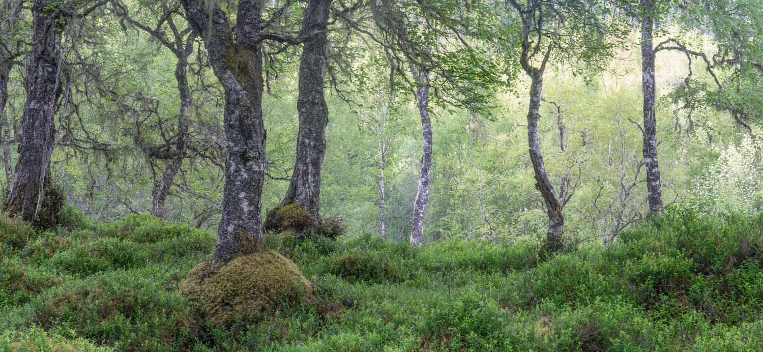 Dense and lush birch woodland. Summer 2018. A scene I have followed through the seasons.