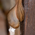 Sperm transfer in mating slugs