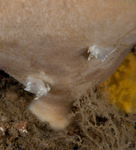 Trapania pallida