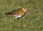 Golden Plover 1