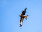 Red Kite
