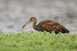 Limpkin at Harns Marsh, Florida, USA