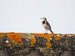 Pied Wagtail