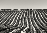 Furrow Lines Abstract in Black & White