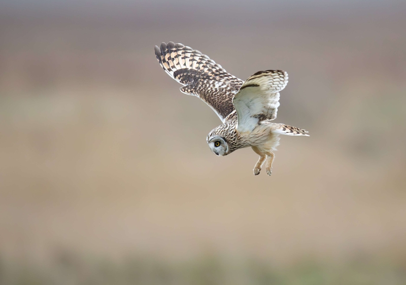 Short Eared Owl