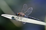 Resting Dragonfly