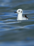 Bonaparte's Gull, head-on, Farmoor Reservoir