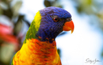 Rainbow Lorikeet 2