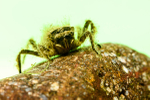 Four spot chaser dragonfly larva