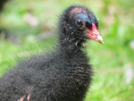 Moorhen Chick