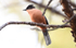 Rufous Sibia