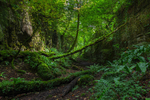 The Glen, County Sligo, Ireland.