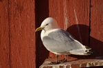 Kittiwake