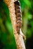 Elephant Hawkmoth Caterpillar
