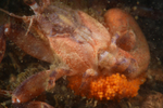 Pagurus bernhardusoutside of shell and carrying eggs