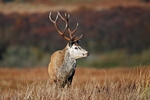 Red Deer