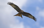 Red Kite