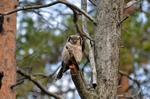 Northern Hawk Owl