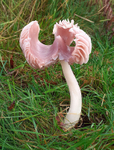 Pink Waxcap