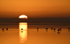 Flamans au coucher du soleil