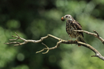 Snail Kite (juvenile) with snail, Panama