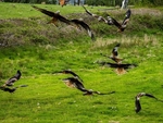 Red Kites
