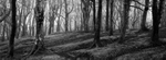 Mono Mist Trees