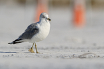 Ring-billed Gull (adult), North Beach, Fort De Soto, Florida
