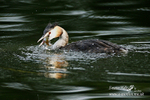 Great Crested Grebe  280813 14