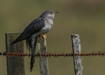 Cuckoo