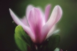 Magnolia Lilliiflora Stellata