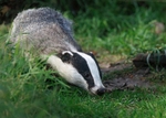 Badger