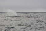Sperm Whale surfaces & blows, Kaikoura, New Zealand